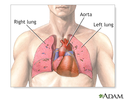 Where in the chest is the human heart located?